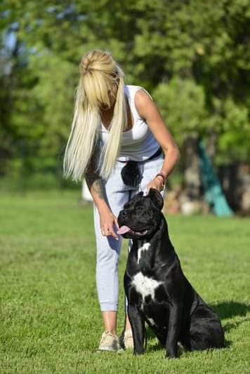 Itaca Cane Corso Femmina Fattrice Il Corso Dell Olimpo 6