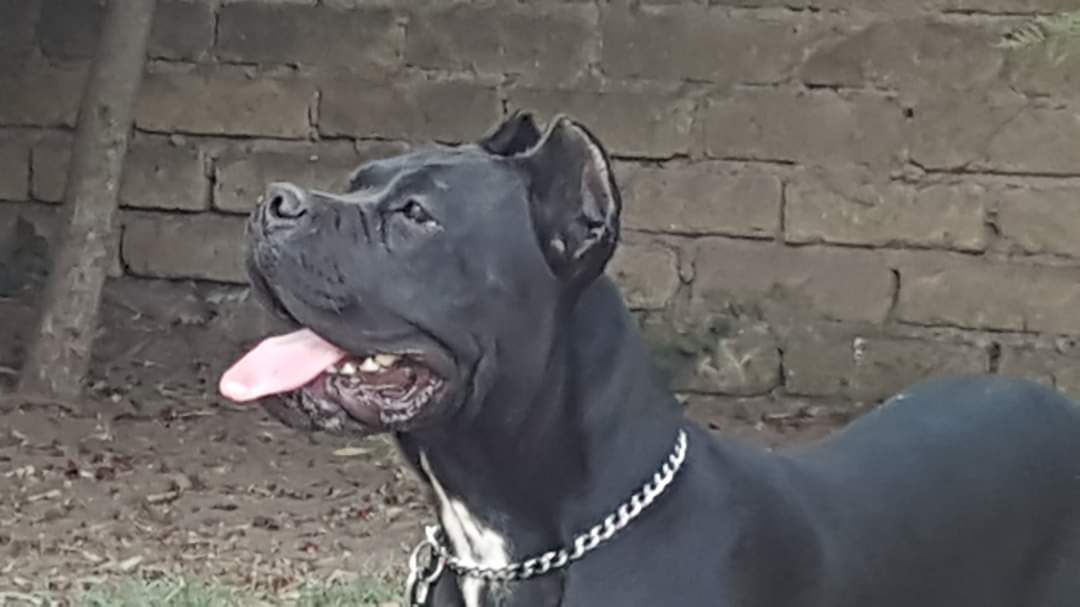 Itaca Cane Corso Femmina Fattrice Il Corso Dell Olimpo 7