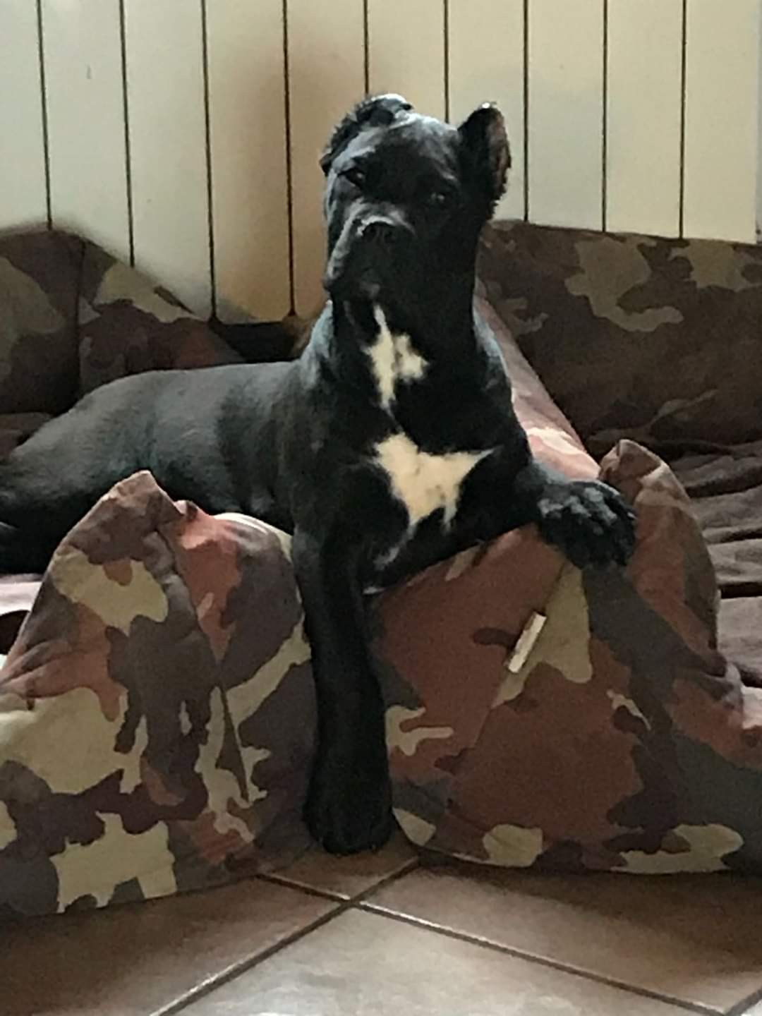 Itaca Cane Corso Femmina Fattrice Il Corso Dell Olimpo 8