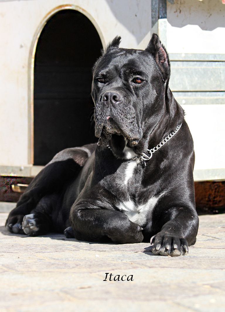 Itaca Cane Corso Nero Femmina Corso