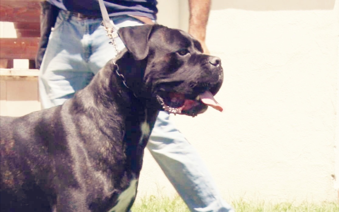 Lino Cane Corso Maschio Stallone Il Corso Dell Olimpo 1