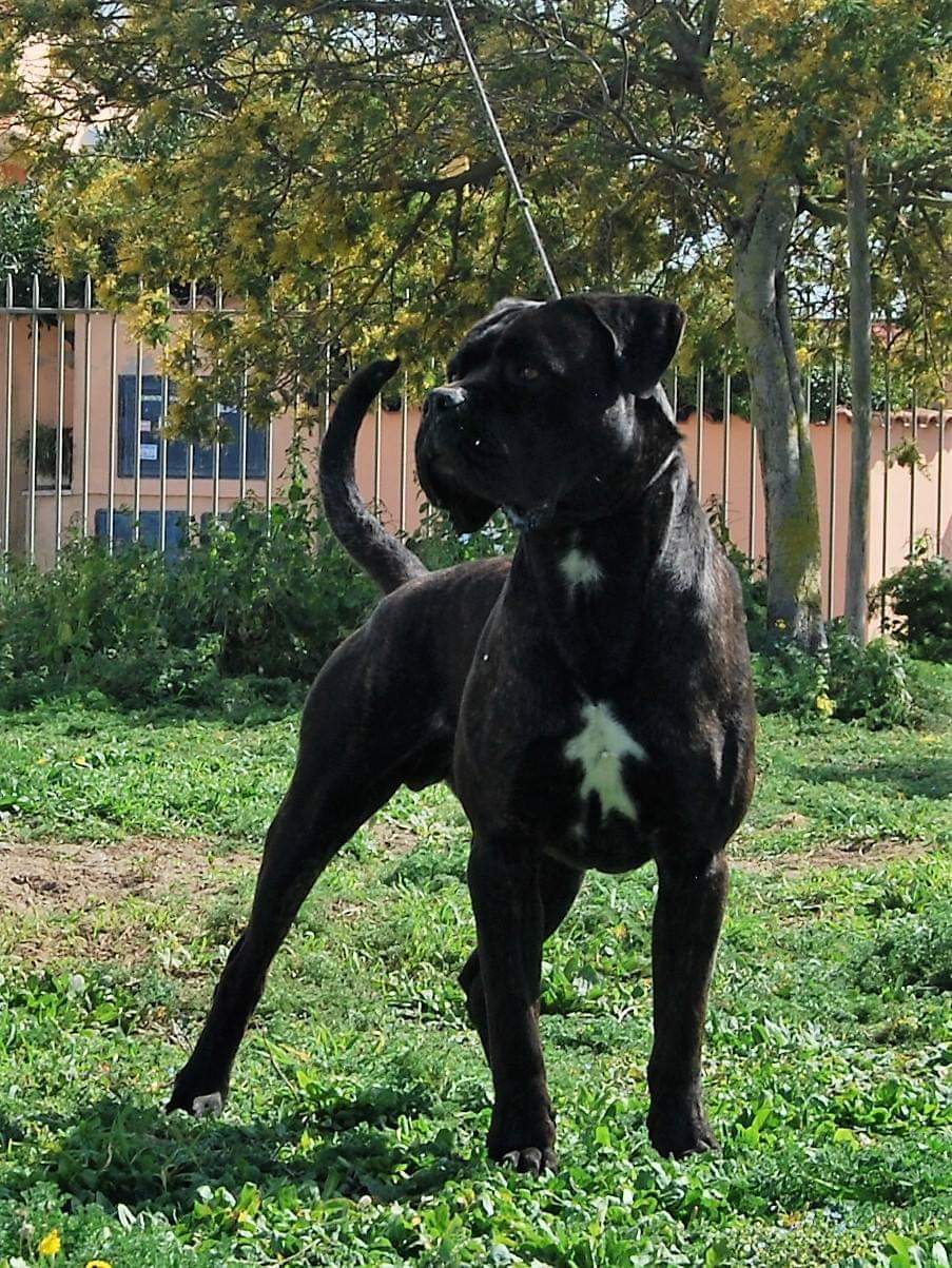 Lino Cane Corso Maschio Stallone Il Corso Dell Olimpo 2