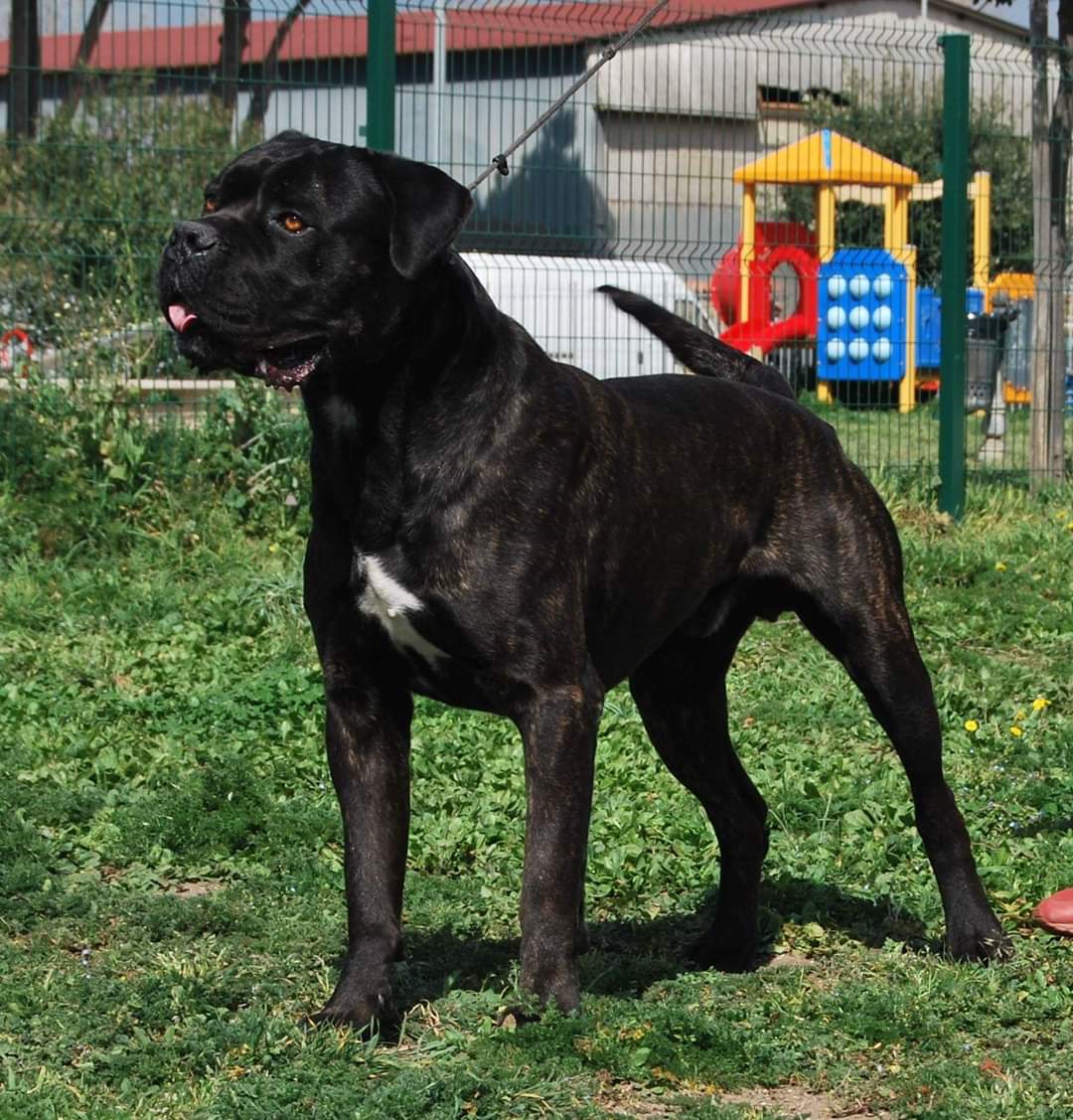Lino Cane Corso Maschio Stallone Il Corso Dell Olimpo 3