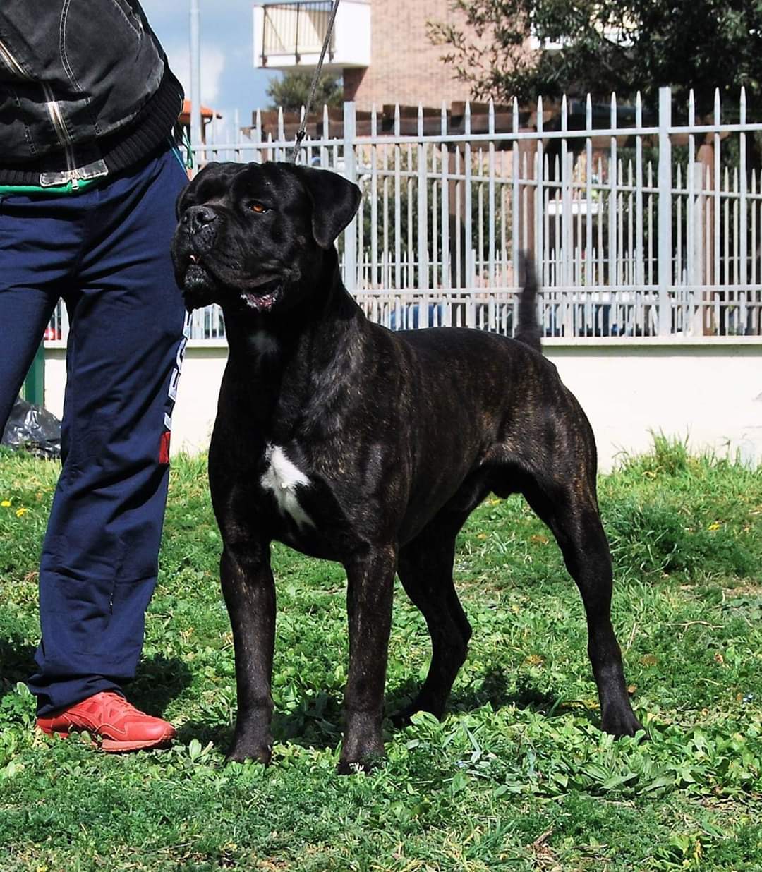 Lino Cane Corso Maschio Stallone Il Corso Dell Olimpo 4