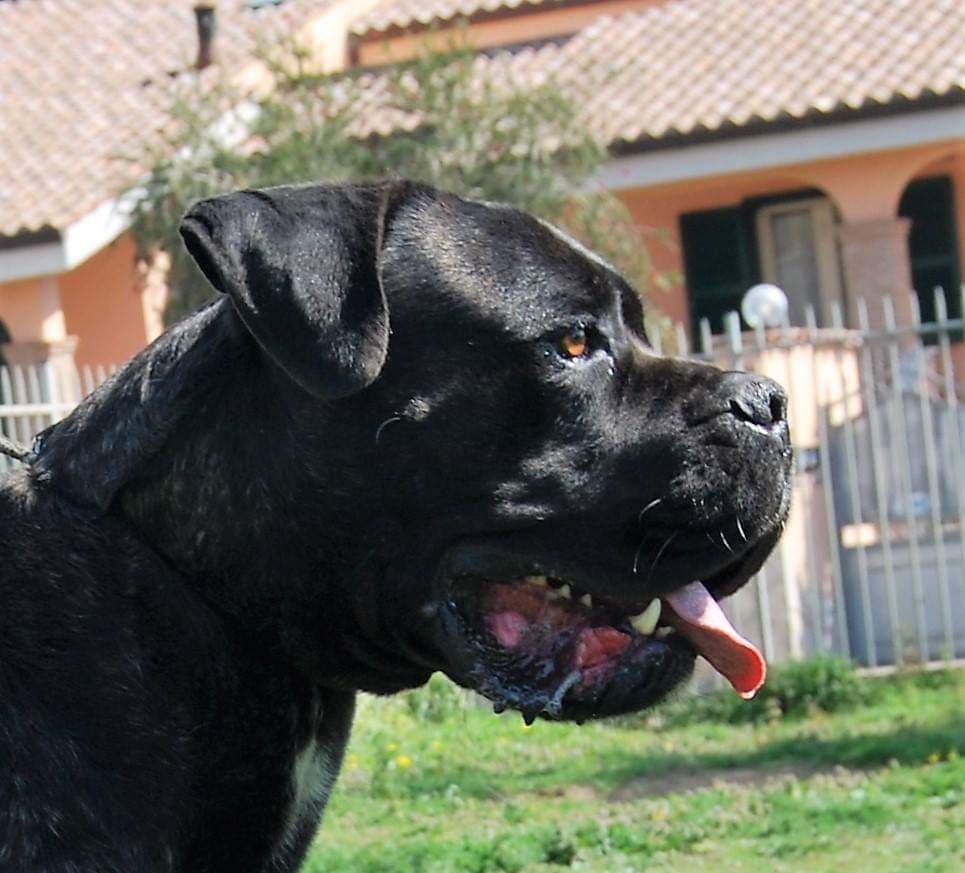 Lino Cane Corso Maschio Stallone Il Corso Dell Olimpo 5