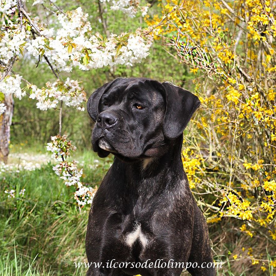 Nitra Black Female Cane Corso Dog From Il Corso Dellolimpo 1