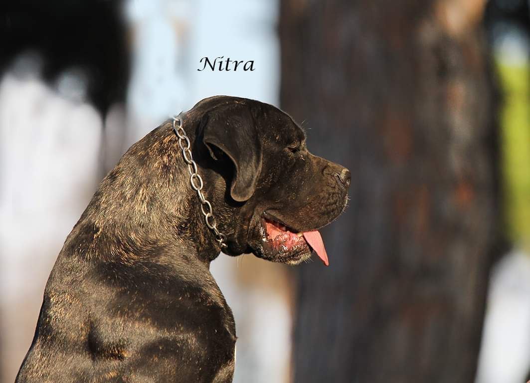 Nitra Black Female Cane Corso Dog From Il Corso Dellolimpo