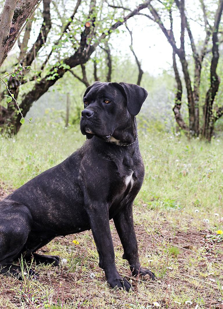 Nitra Cane Corso Femmina Il Corso Dell Olimpo Campionessa Di Croazia 1