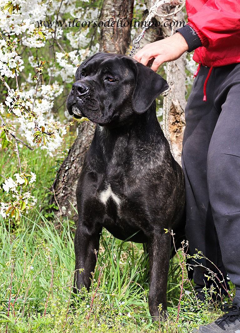 Nitra Cane Corso Femmina Il Corso Dell Olimpo Campionessa Di Croazia 2