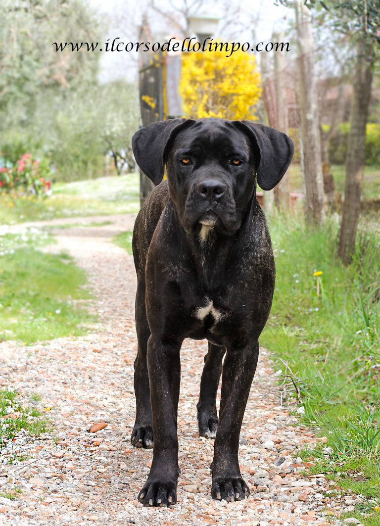 Nitra Cane Corso Femmina Il Corso Dell Olimpo Campionessa Di Croazia 3