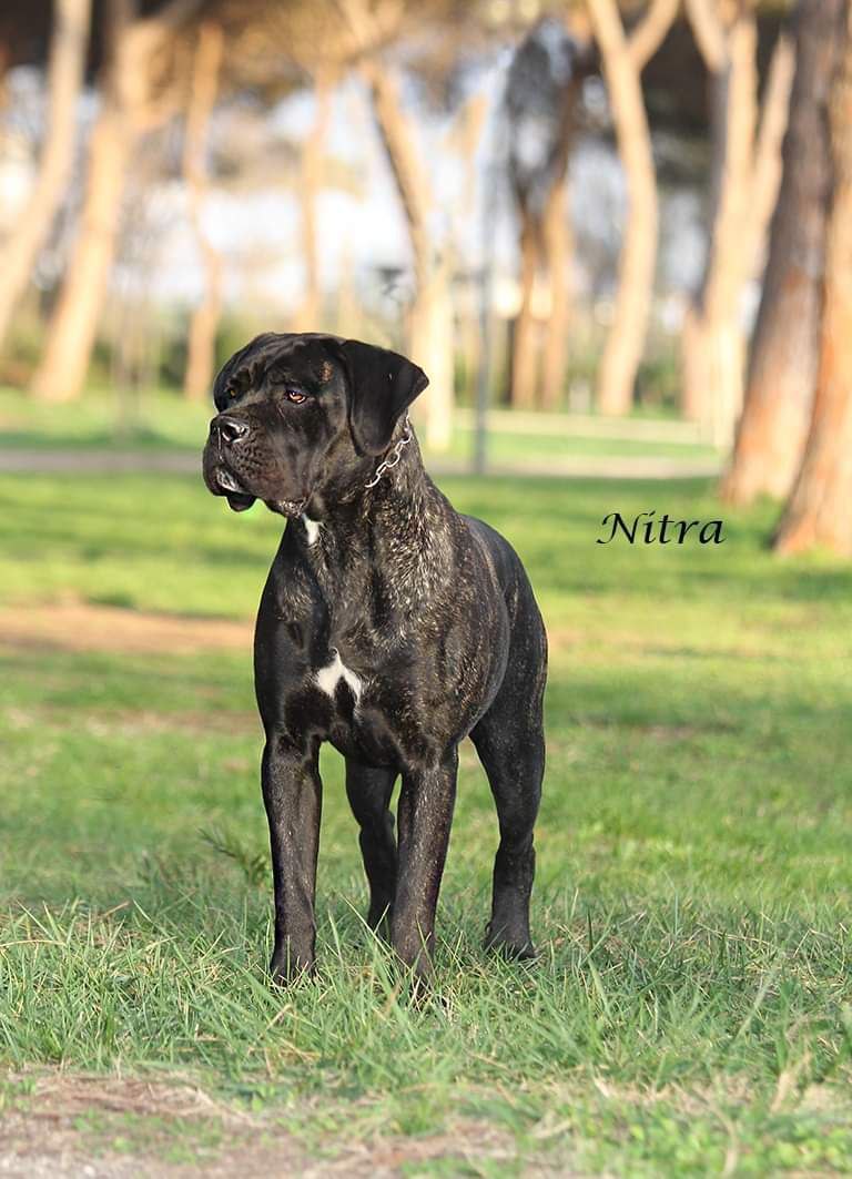 Nitra Cane Corso Femmina Il Corso Dell Olimpo Campionessa Di Croazia