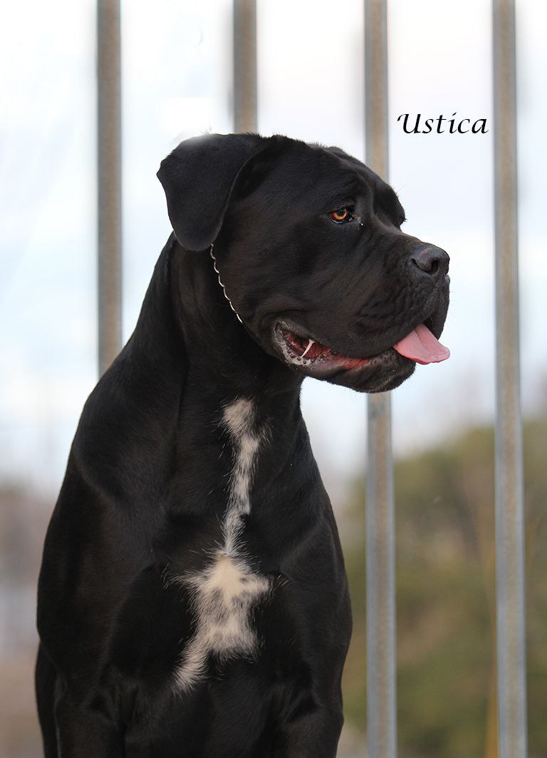 Ustica Cane Corso Female Dog Black Coated Il Corso Dellolimpo Italy