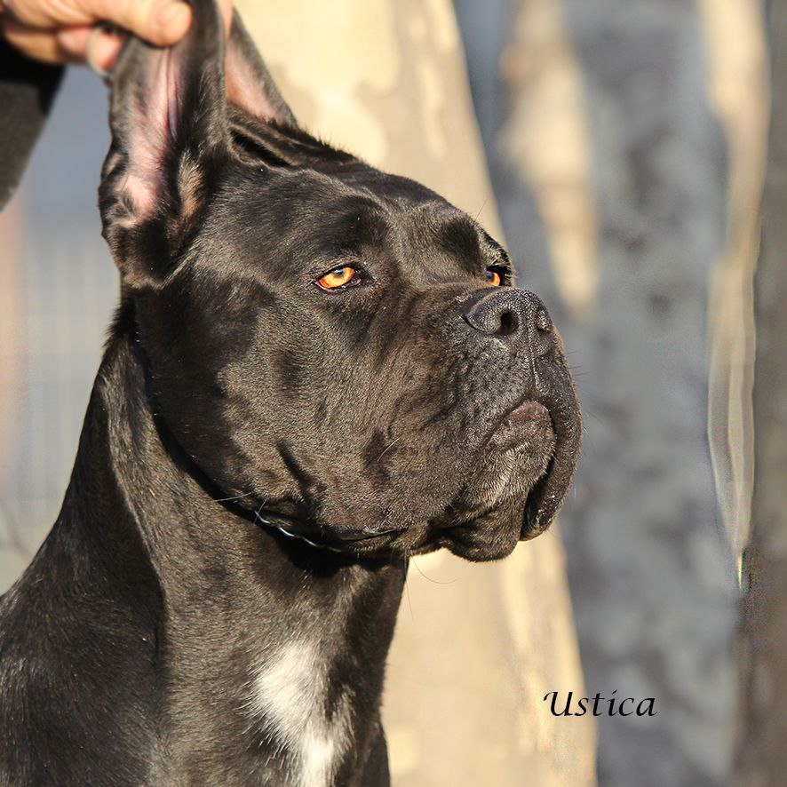 Ustica Femmina Di Cane Corso Il Corso Dellolimpo
