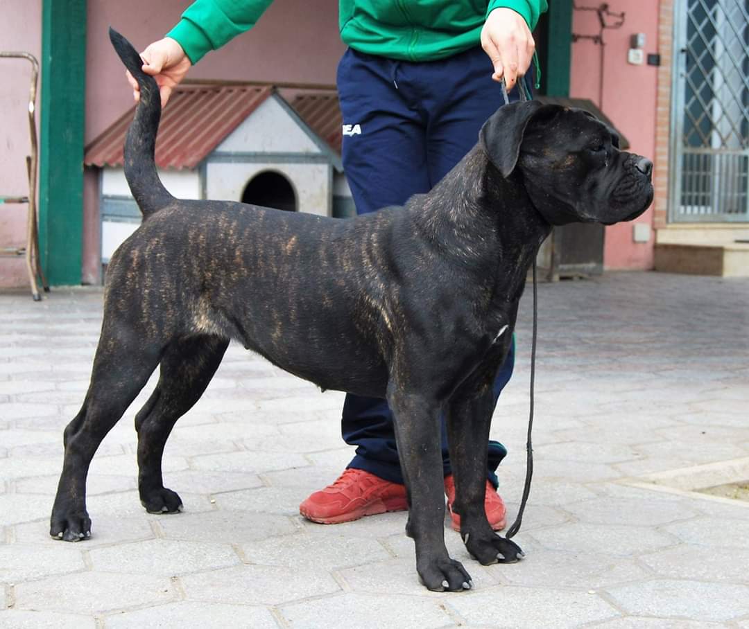 Valchiria Cane Corso Femmina Fattrice Il Corso Dell Olimpo 1