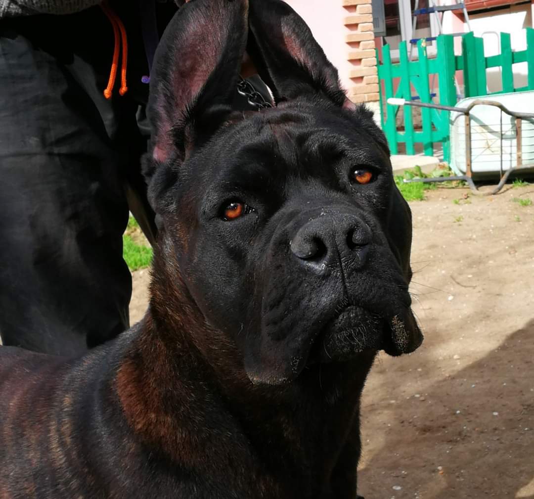 Valchiria Cane Corso Femmina Fattrice Il Corso Dell Olimpo 2
