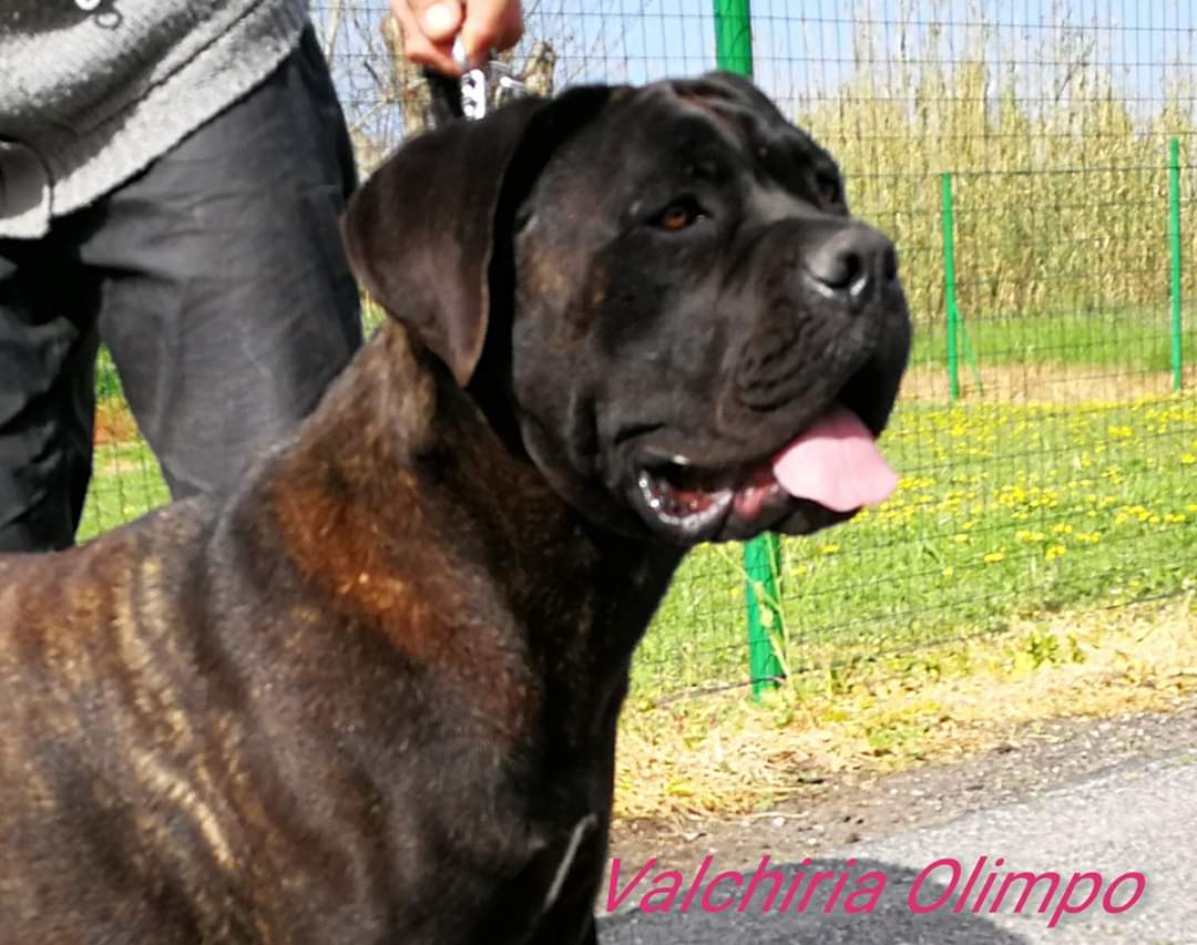 Valchiria Cane Corso Femmina Fattrice Il Corso Dell Olimpo 3