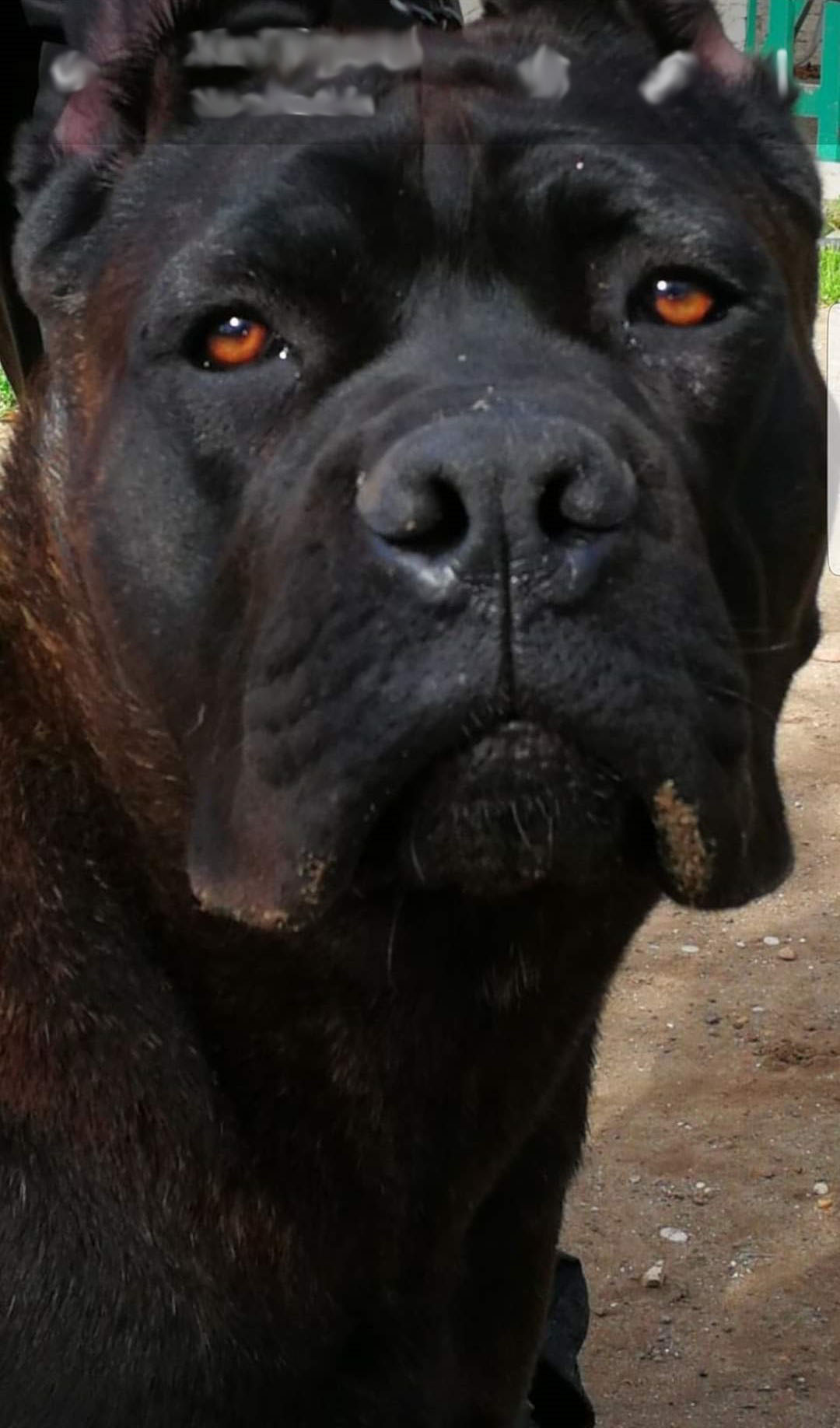 Valchiria Cane Corso Femmina Fattrice Il Corso Dell Olimpo 4