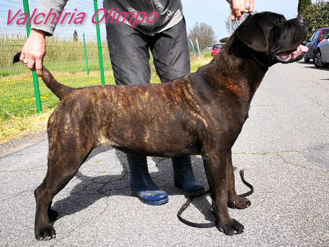Valchiria Cane Corso Femmina Fattrice Il Corso Dell Olimpo 5