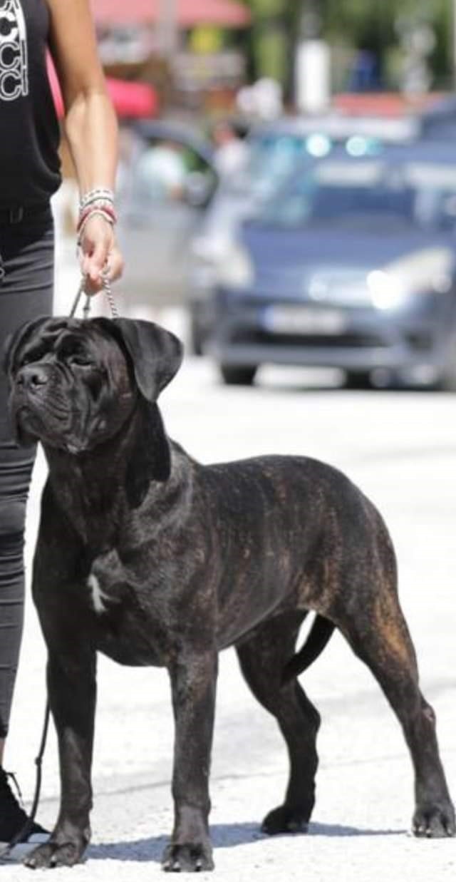 Valchiria Cane Corso Femmina Fattrice Il Corso Dell Olimpo 6
