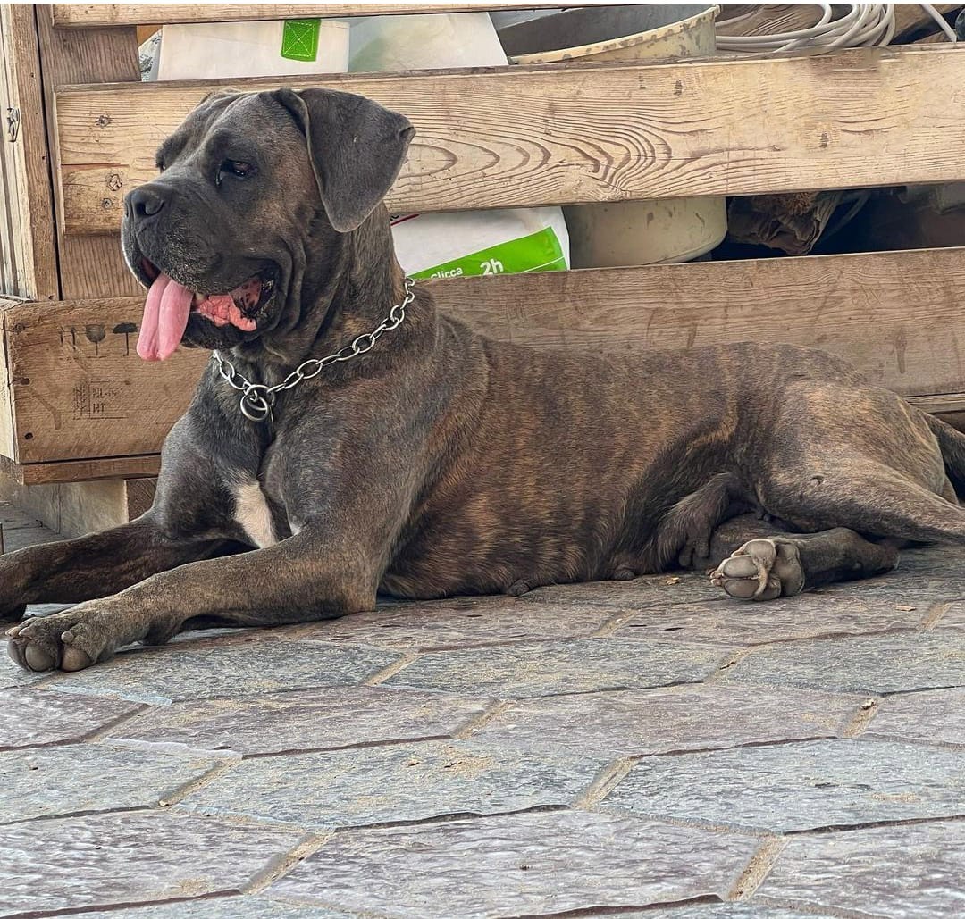 Amy VDL cane corso femmina manto tigrato foto