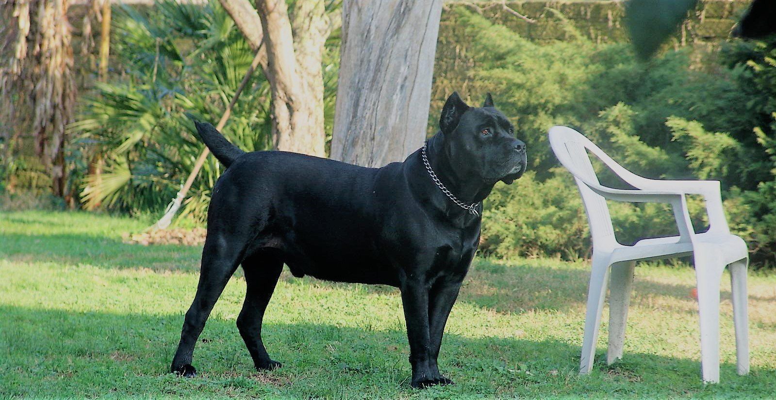 caio-2