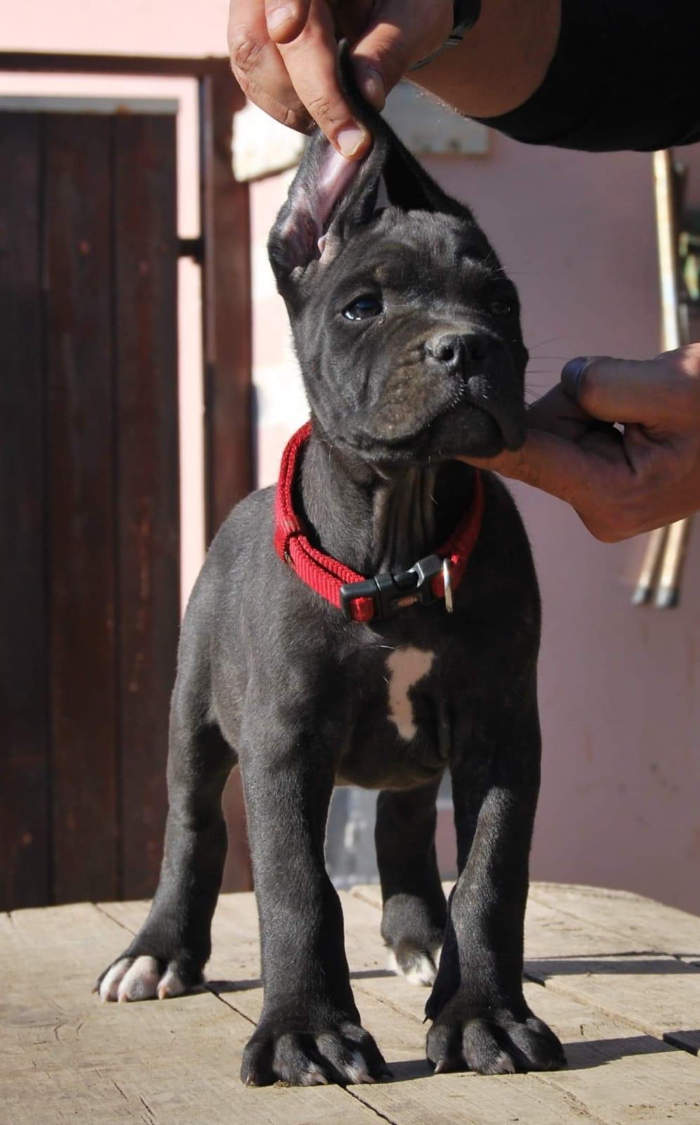 cuccioli-18