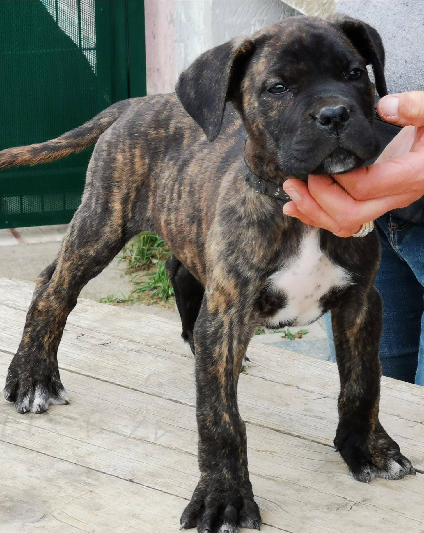 cuccioli-31