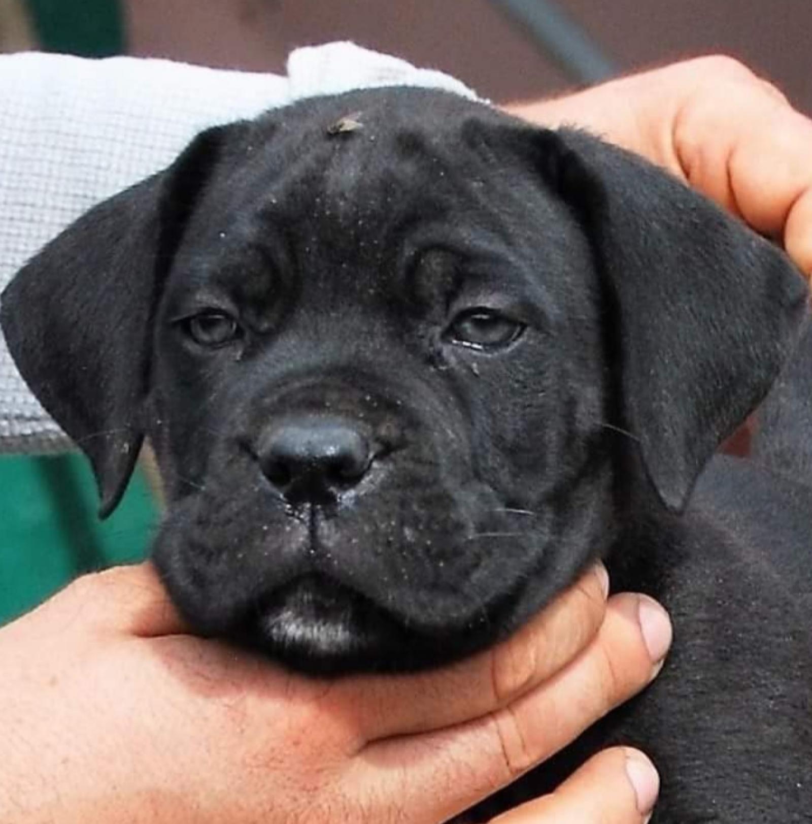 cuccioli-8