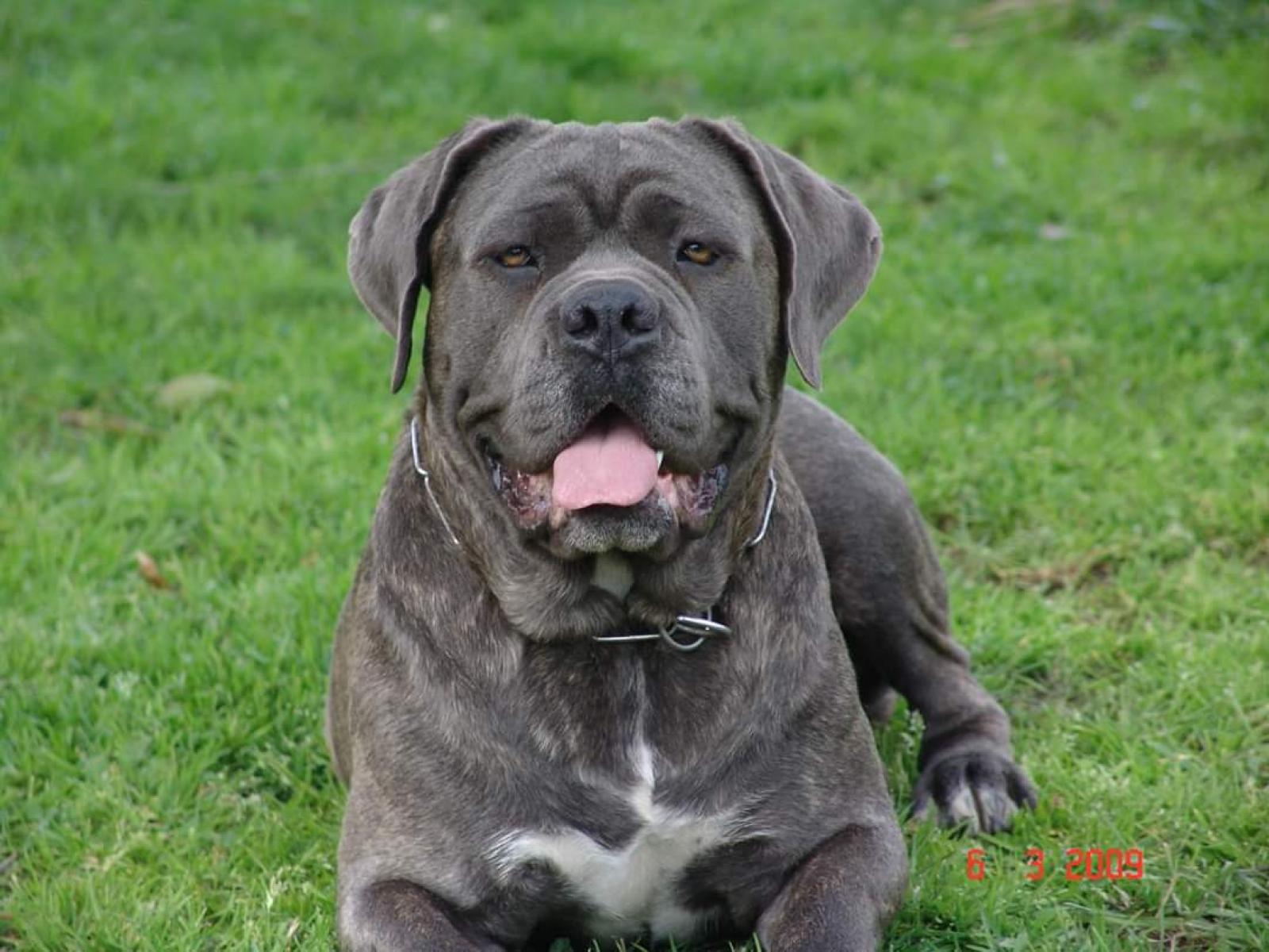 vecchi-cani-4