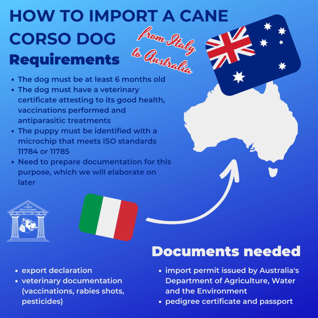 INFOGRAPHIC - How to import a Corsican dog from Italy to Australia