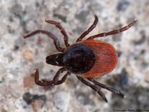 Ixodes_ricinus by AfroBrazilian - Wikimedia
