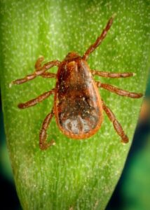 Rhipicephalus_sanguineus - Public Domain da Wikimedia